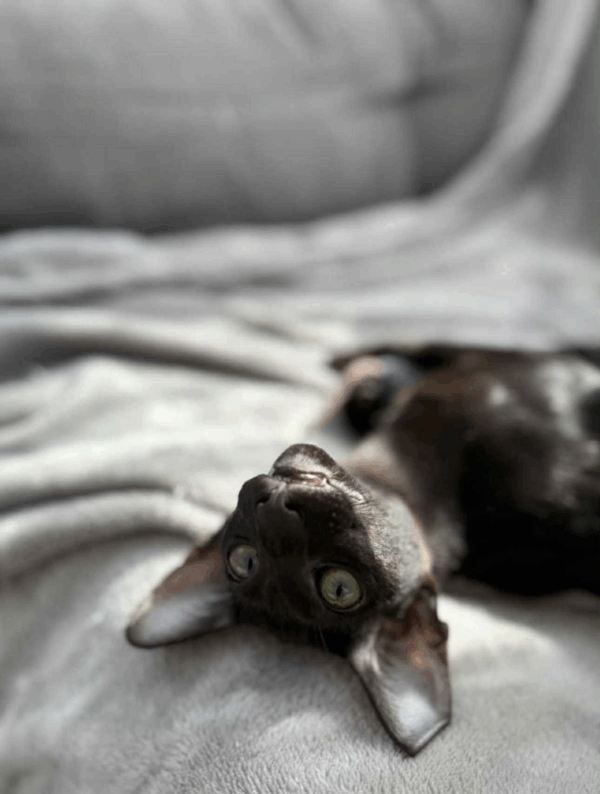 Mocha-Female - Image 5