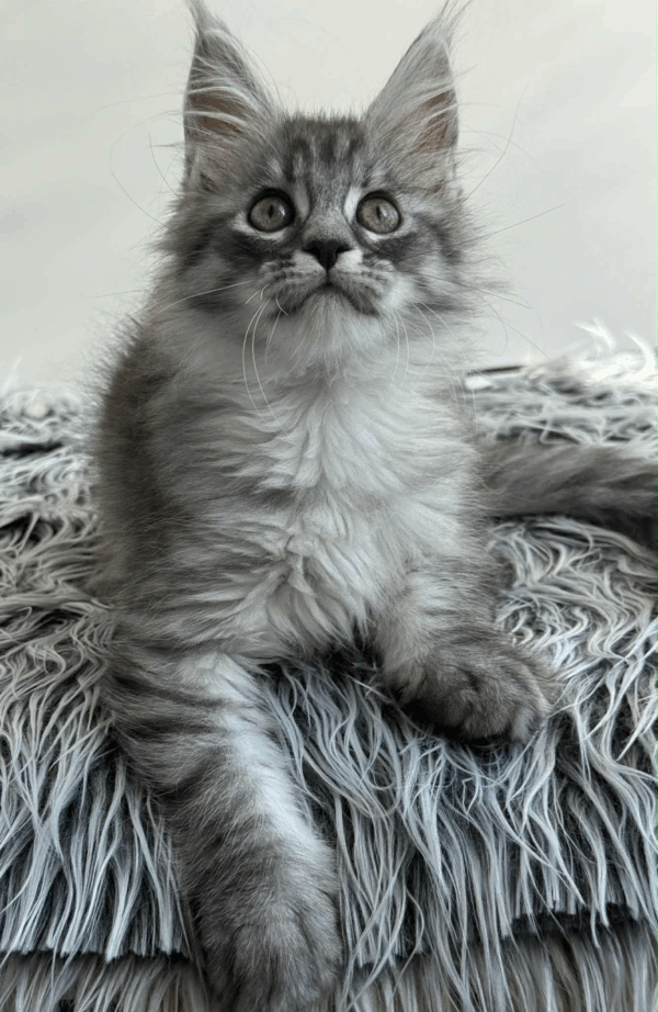 Laska-Female - Image 7
