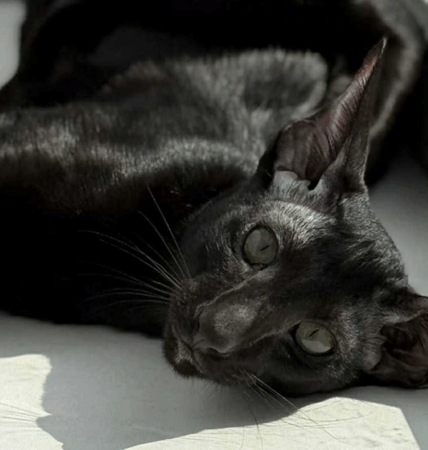 Mocha-Female