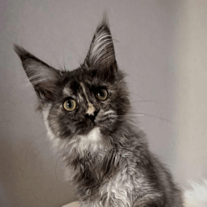 Olivia-Female