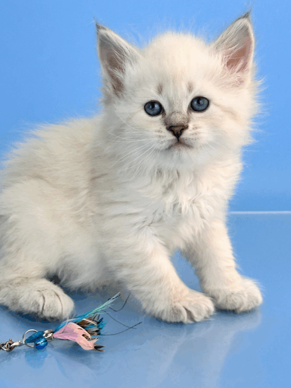 Teodor-Male - Image 15