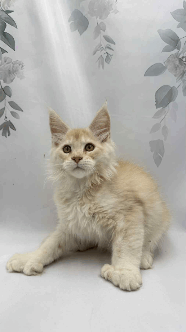 Bruno-Male - Image 8