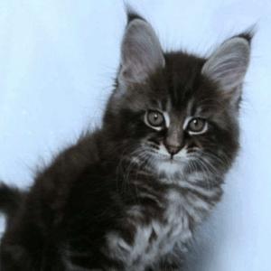 Scamander-Male