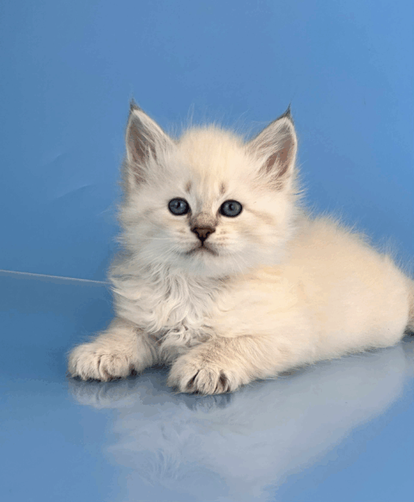 Teodor-Male - Image 9