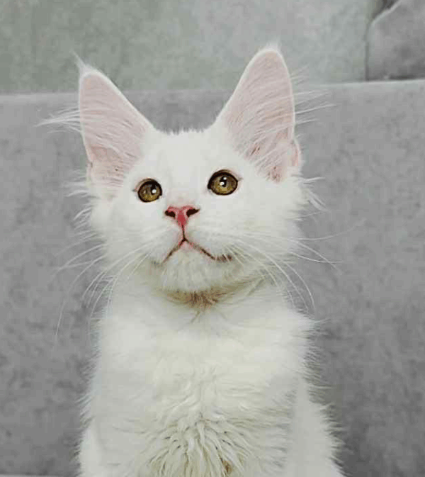 Sebastian-Male
