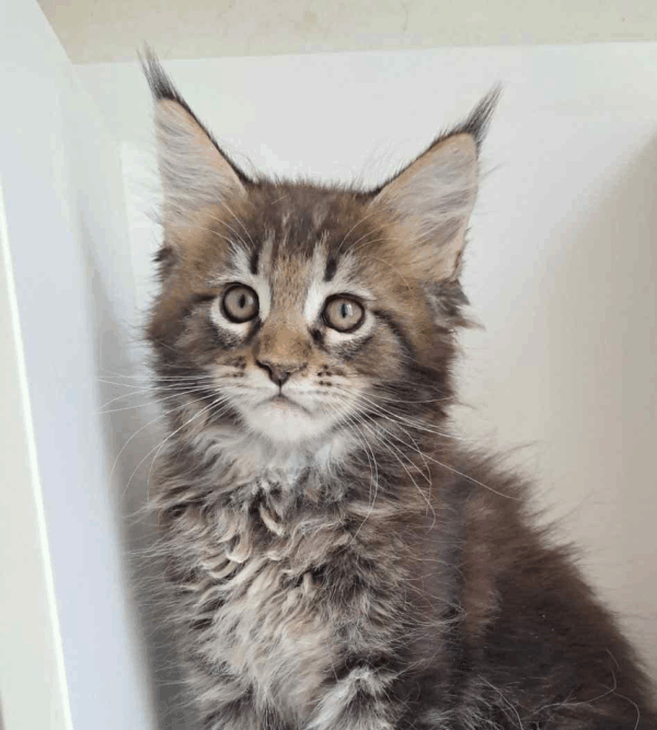 Diamant-Male