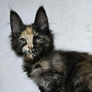 Yolka-Female