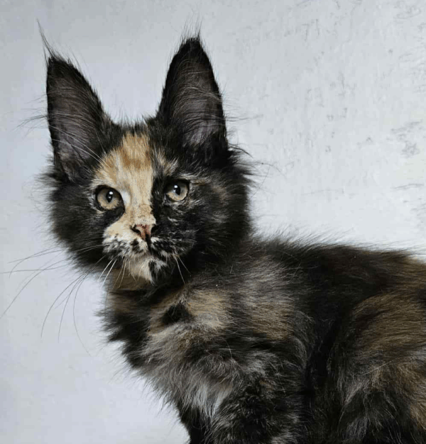 Yolka-Female