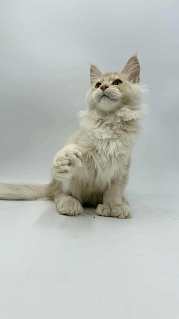 Bruno-Male - Image 2