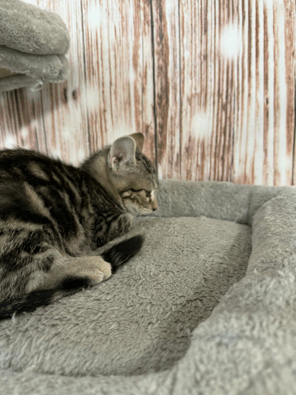 Olive-Female - Image 7