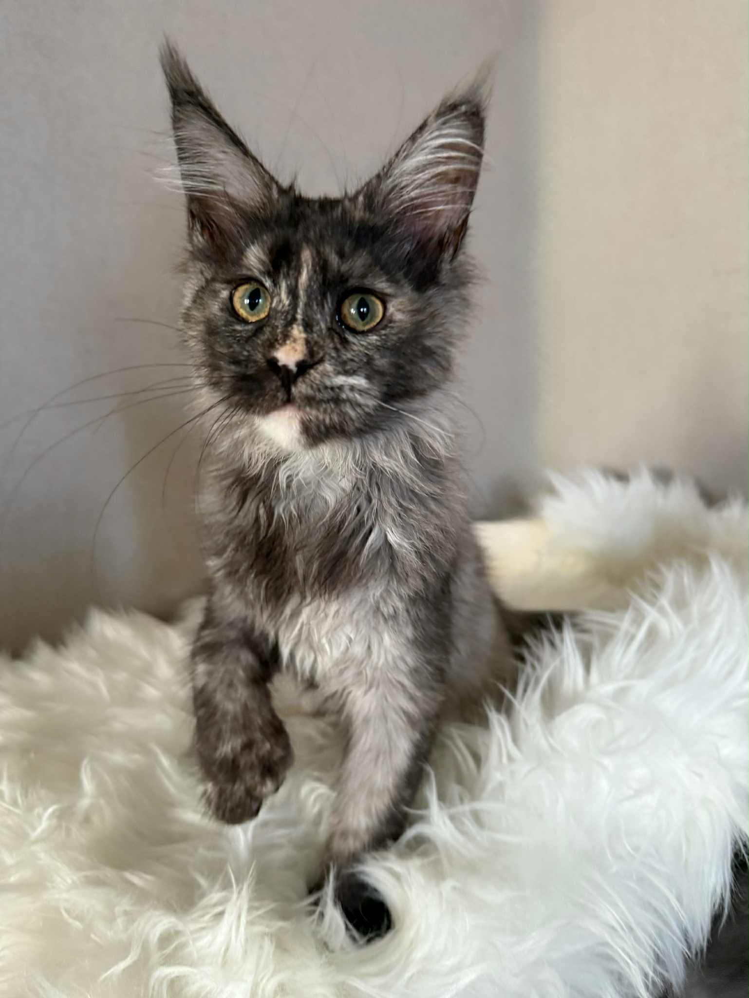 Olivia-Female - Image 7