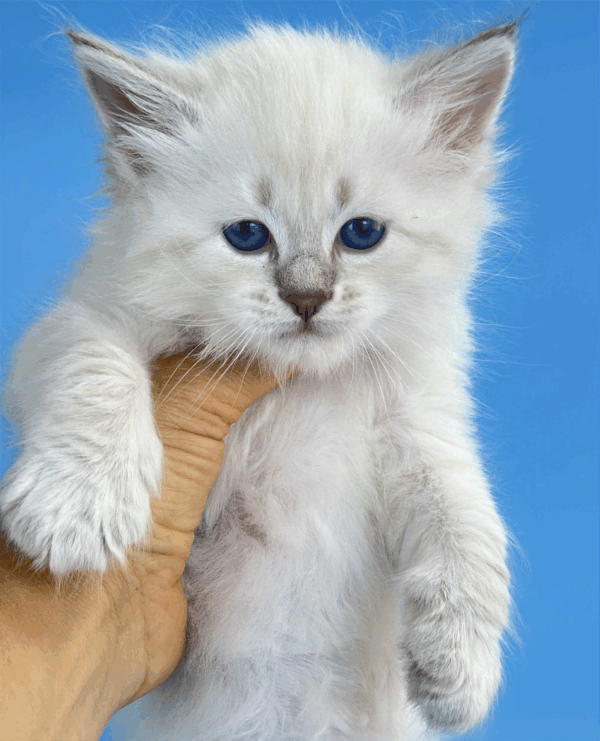 Teodor-Male - Image 19