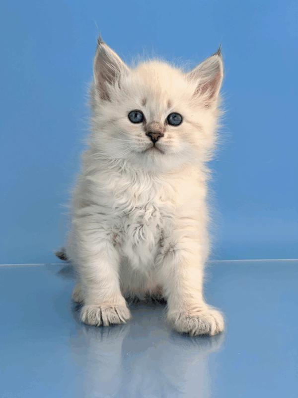Teodor-Male - Image 5