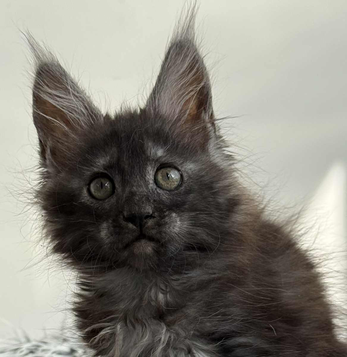 Leya-Female - Image 3