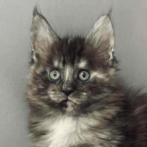 Bella-Female