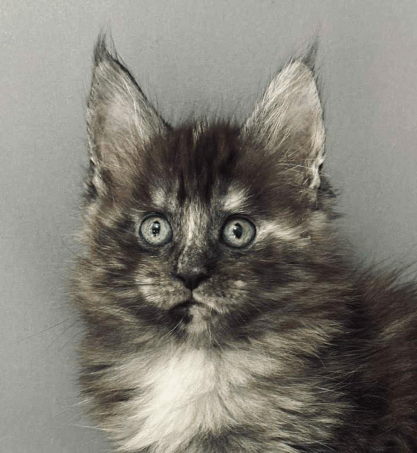 Bella-Female