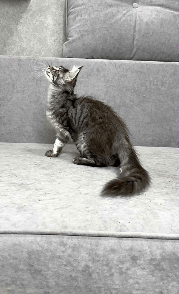 Ruta-Female - Image 3
