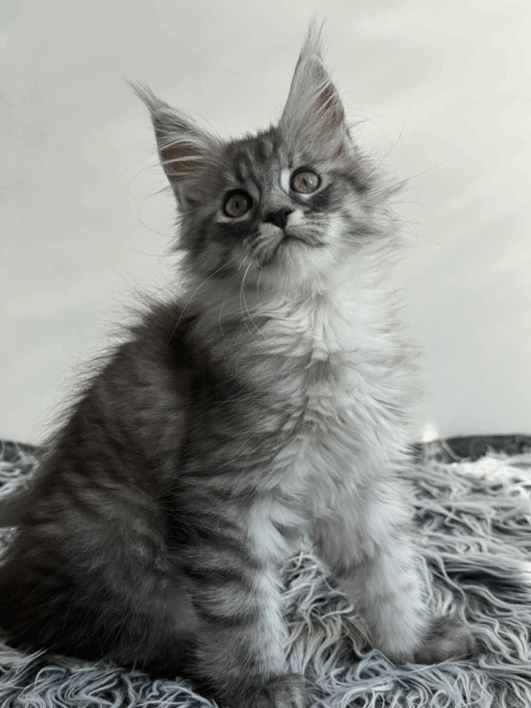 Laska-Female - Image 5
