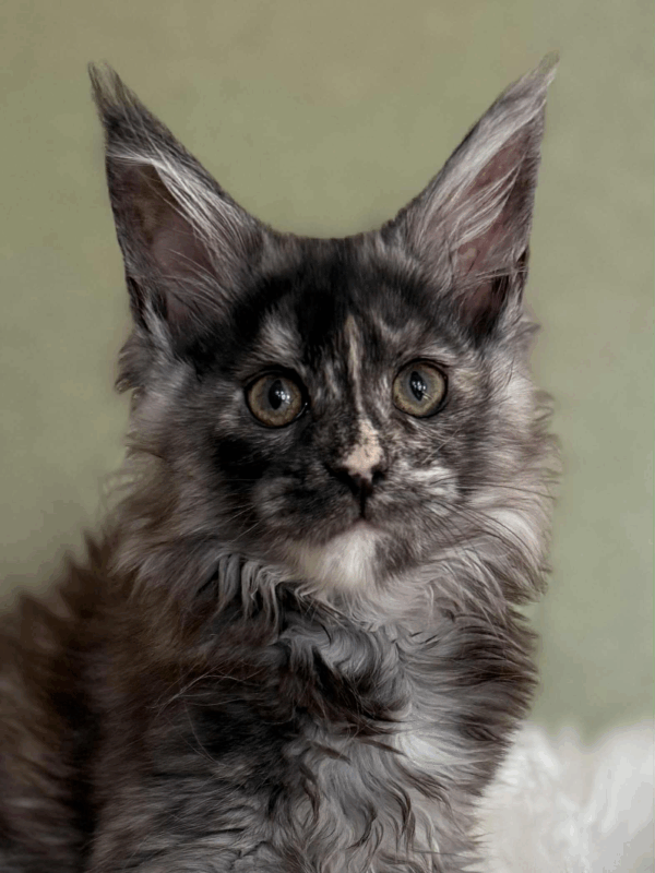 Olivia-Female