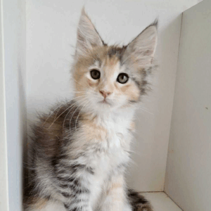 Gemma-Female