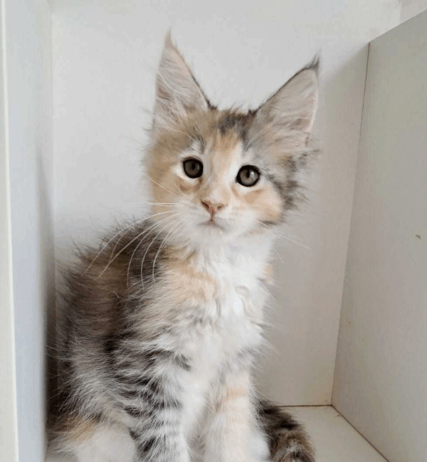 Gemma-Female