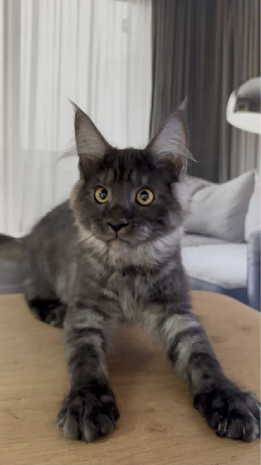 Hector-Male - Image 5