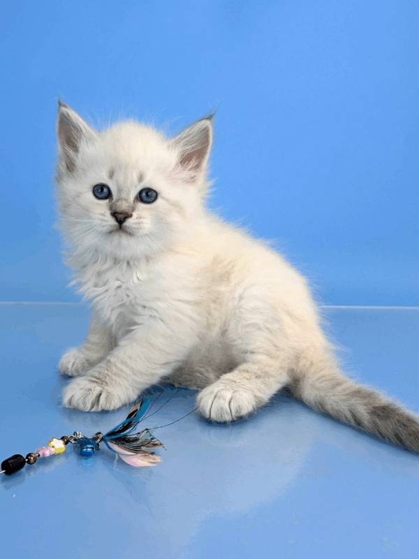 Teodor-Male - Image 16