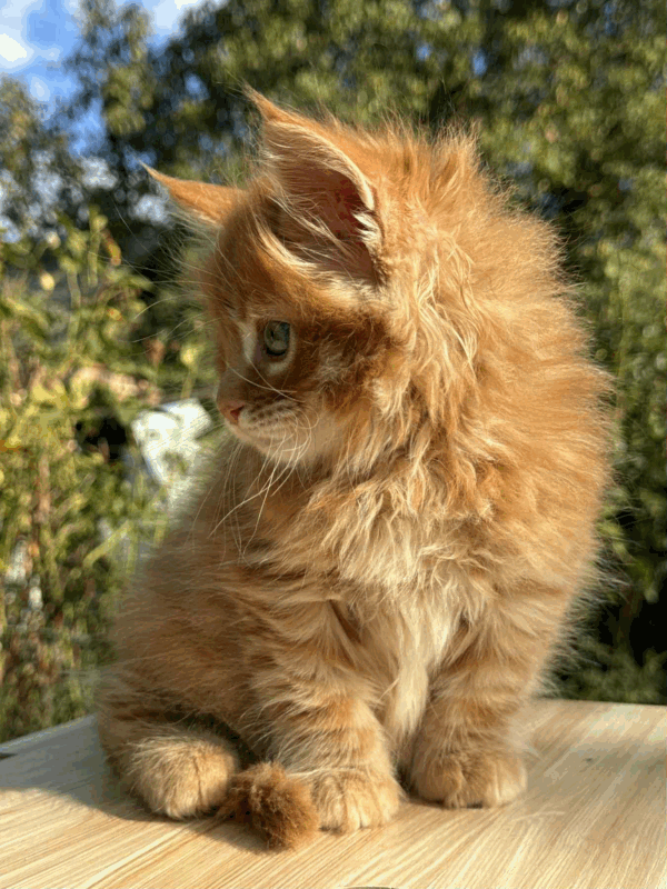 Honey-Male - Image 2