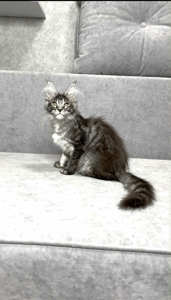 Ruta-Female - Image 4