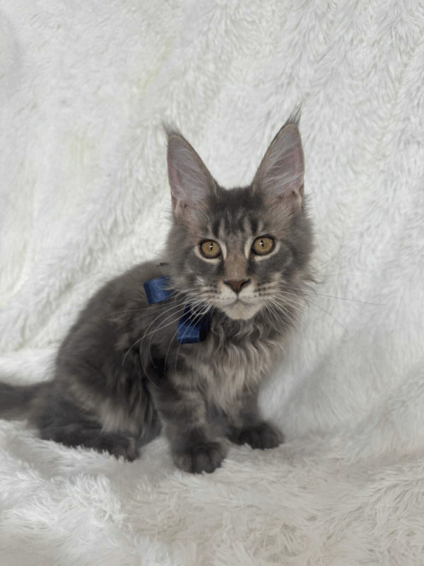 Floyd-Male - Image 5