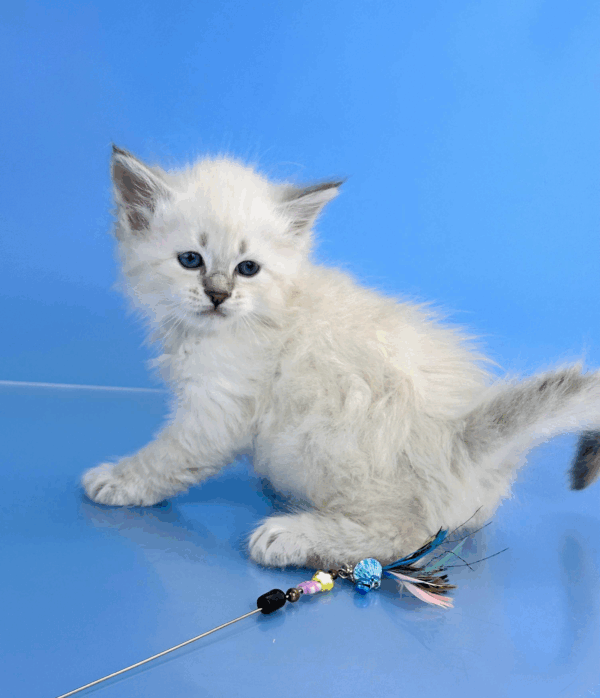 Teodor-Male - Image 14