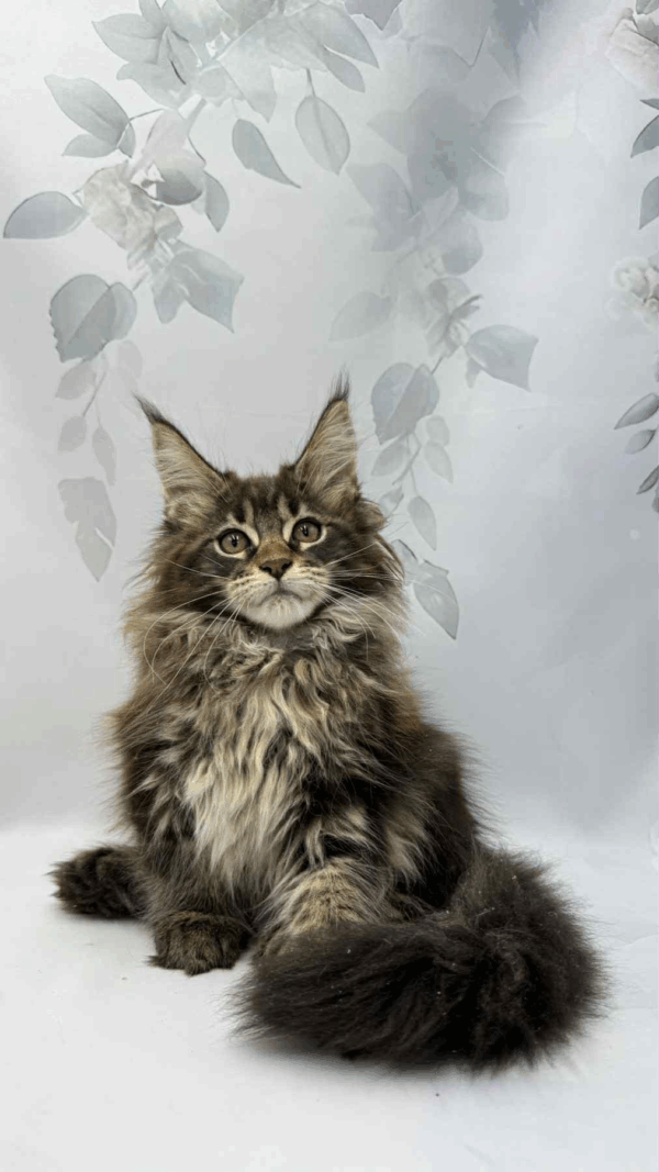 Bonni-Female - Image 4