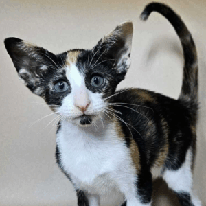 Socks-Female