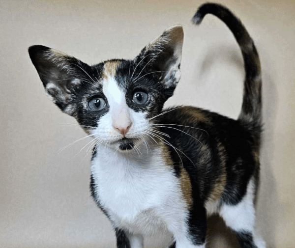 Socks-Female