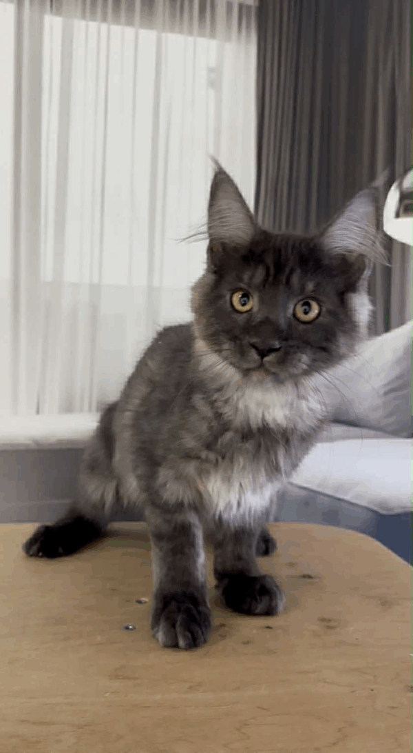 Hector-Male - Image 3