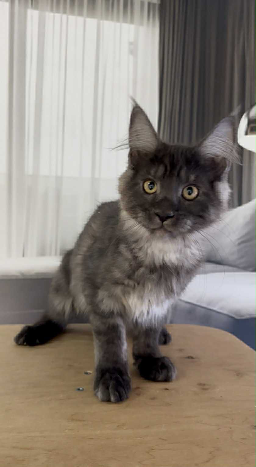Hector-Male - Image 3