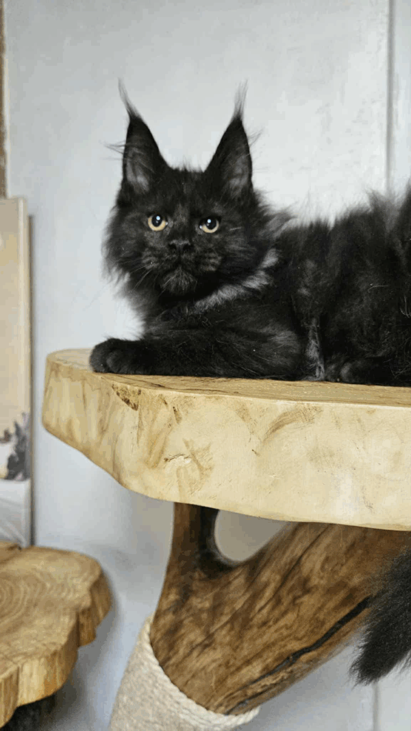 Yozef-Male - Image 5