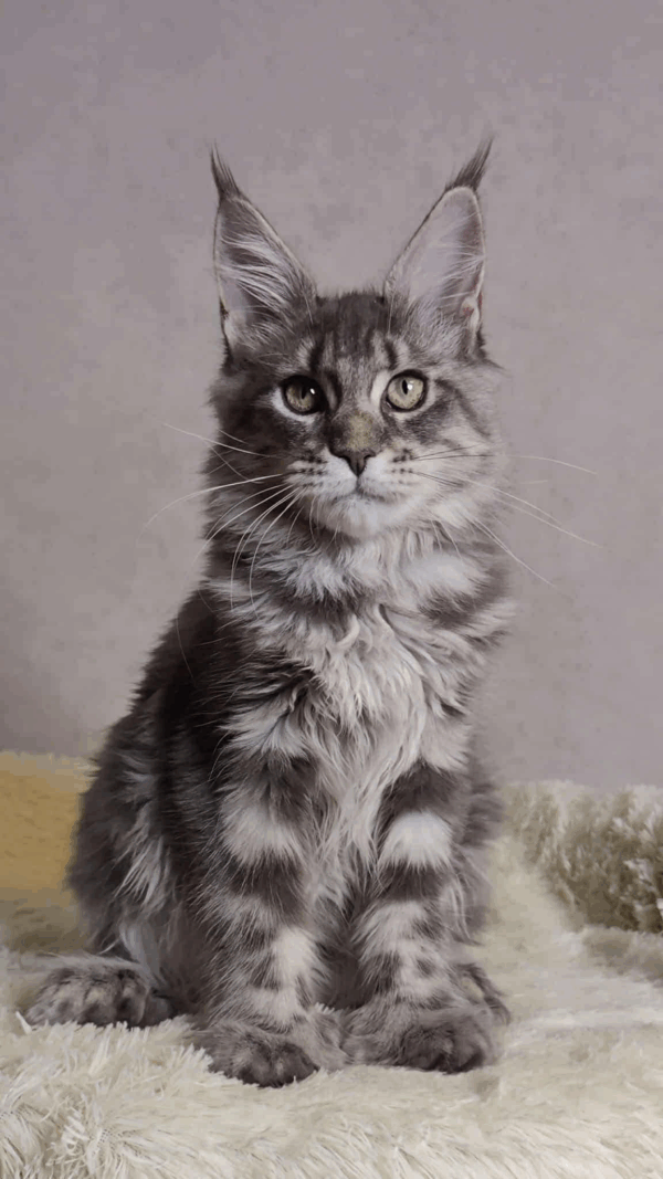 Kvitka-Female - Image 8