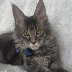 Floyd-Male