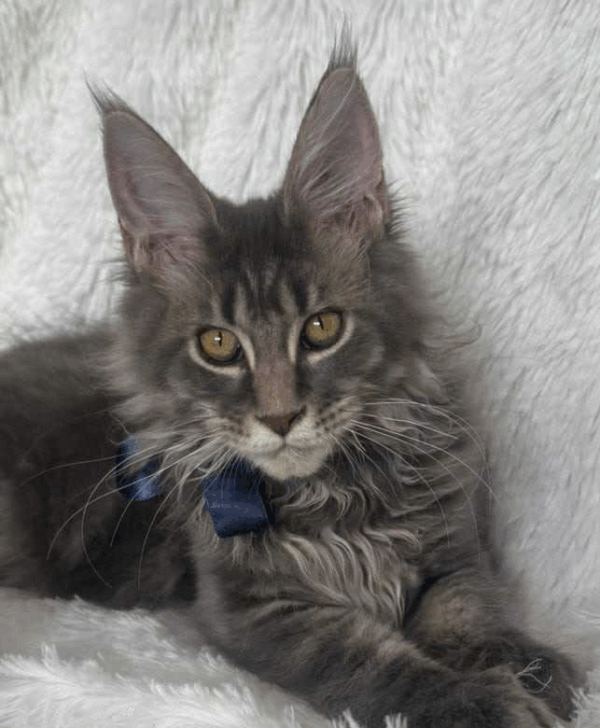 Floyd-Male