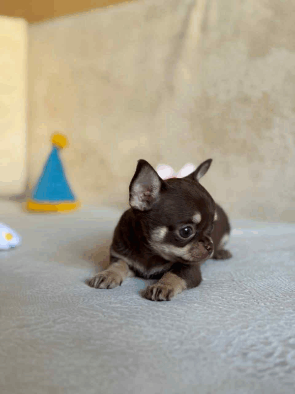 Bandito-Male - Image 3