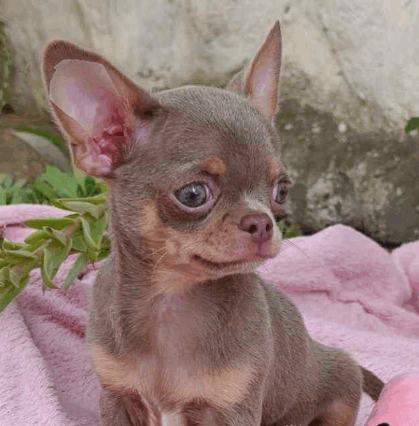 Tito-Male