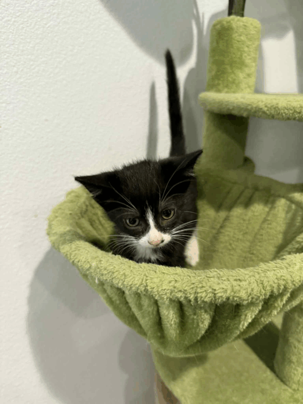 Poppy-Female - Image 5