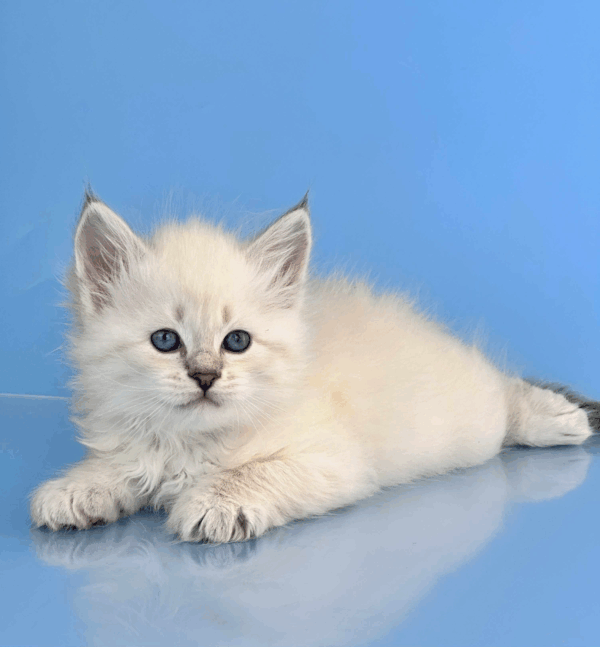 Teodor-Male - Image 12