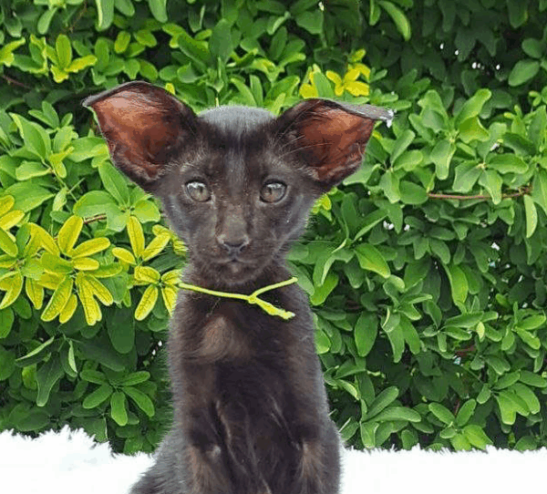 Ozzi-Female