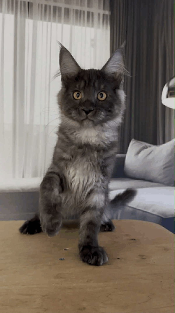 Hector-Male - Image 4