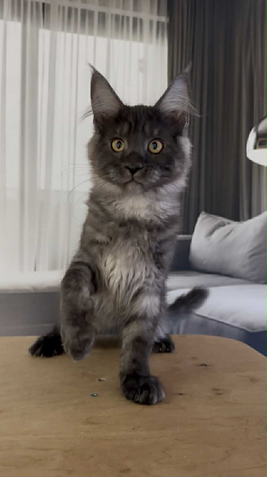 Hector-Male - Image 4