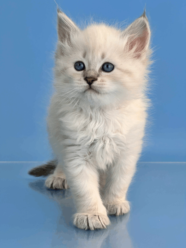Teodor-Male - Image 6