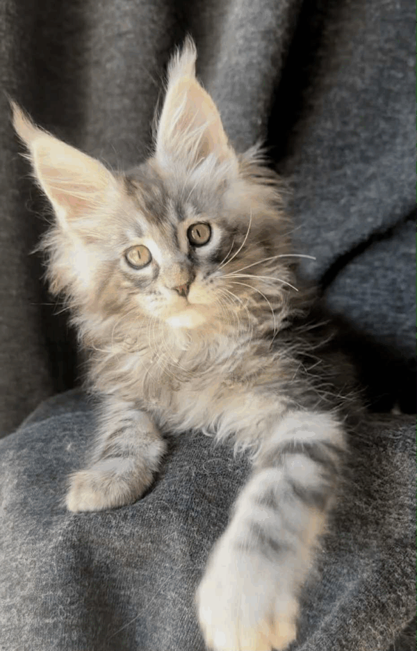 Edelweiss-Male - Image 17