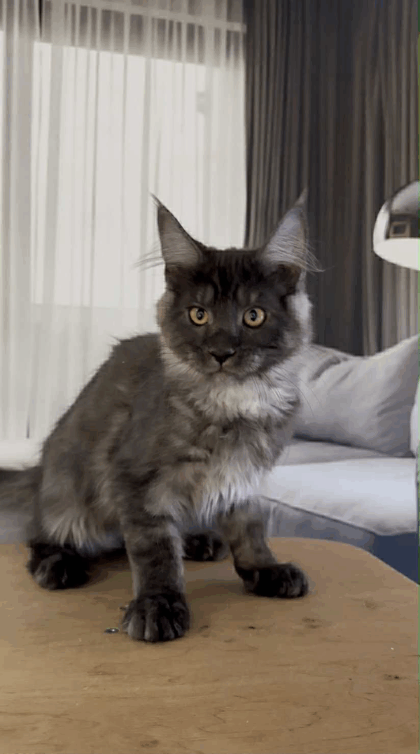 Hector-Male - Image 7